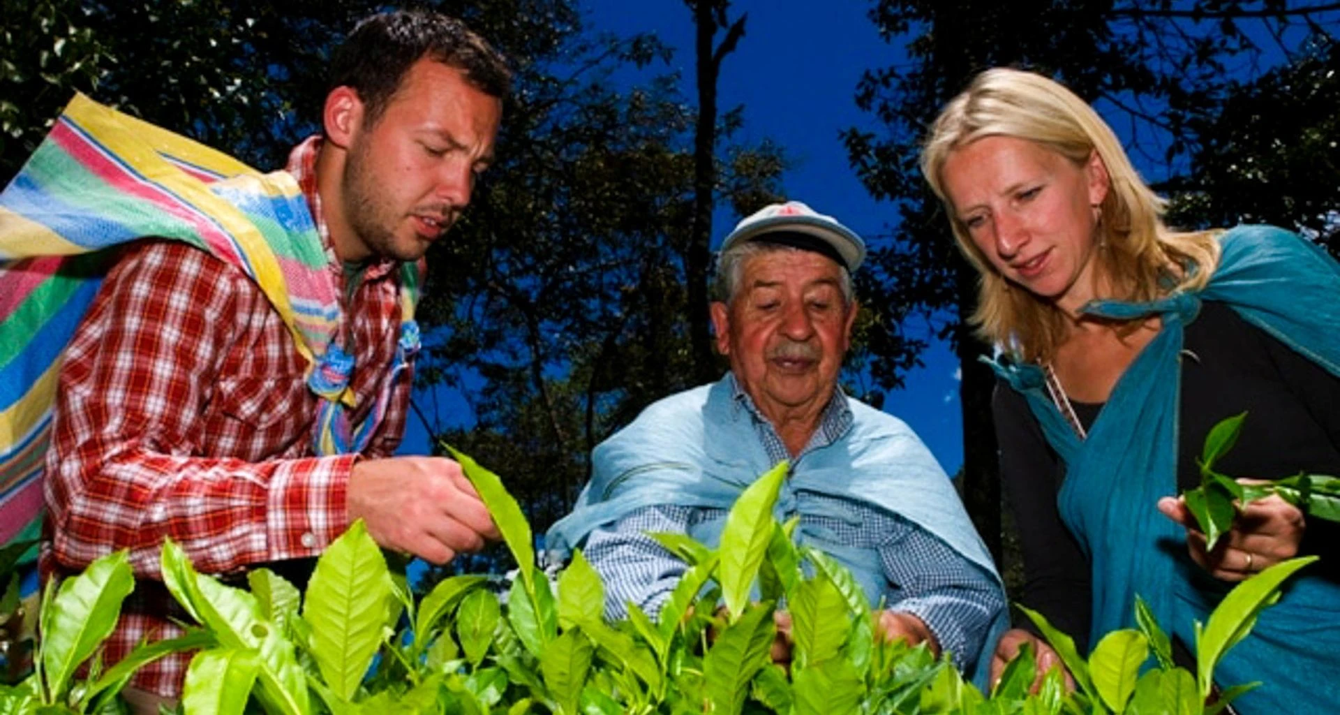 Travelers look at leaves