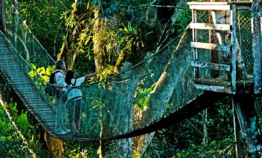 Travelers stand in middle of jungle rope bridge