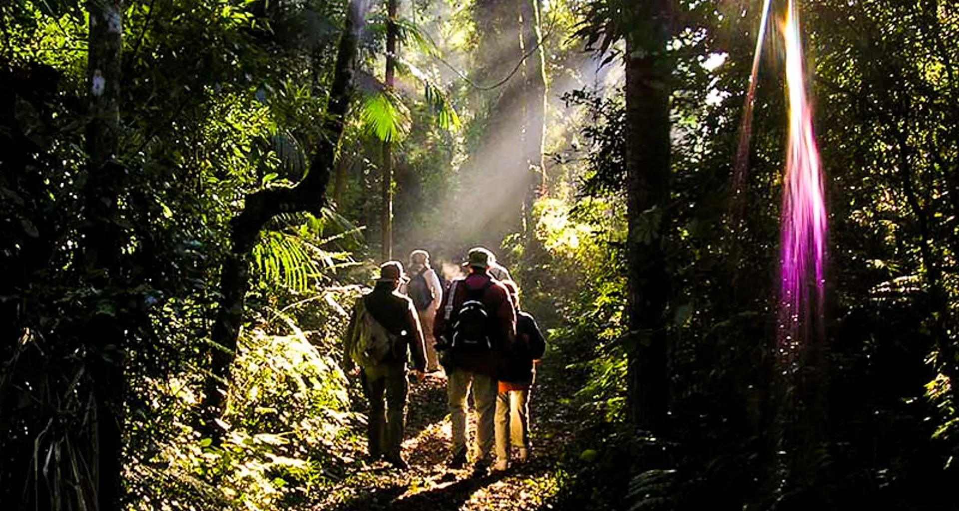 Travelers walk through jungle