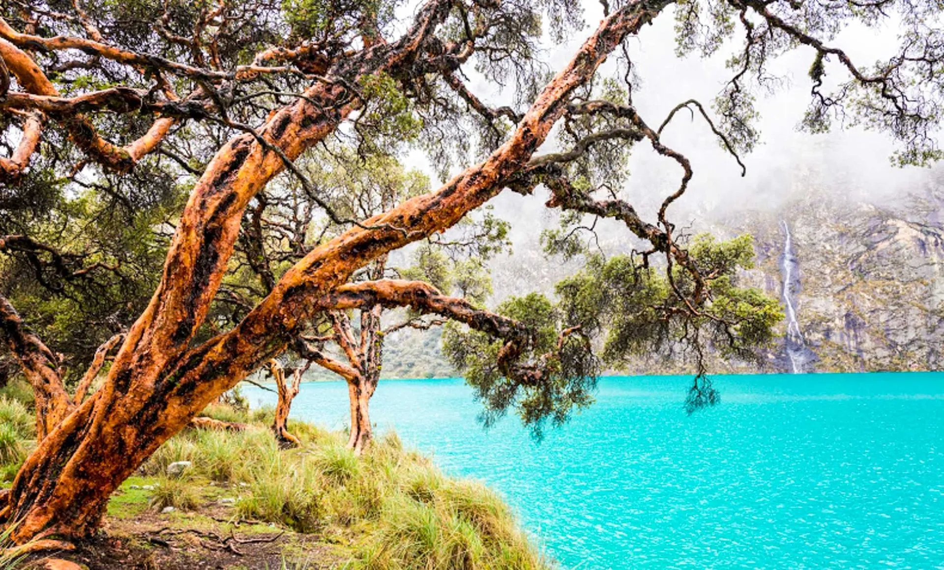 Tree hangs over vivid blue lake