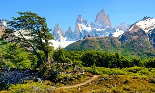 Wind-blown tree in front of Patagonia peaks