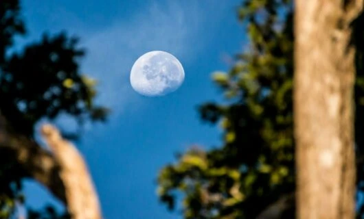 Moon hangs in blue sky between trees