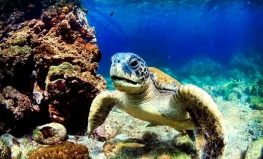 Turtle swims underwater
