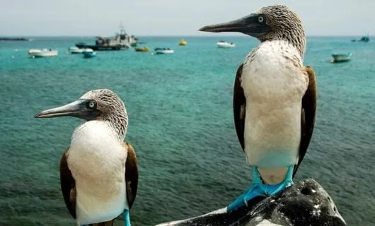 Two blue-footed boobies sit on rock in Ecuador
