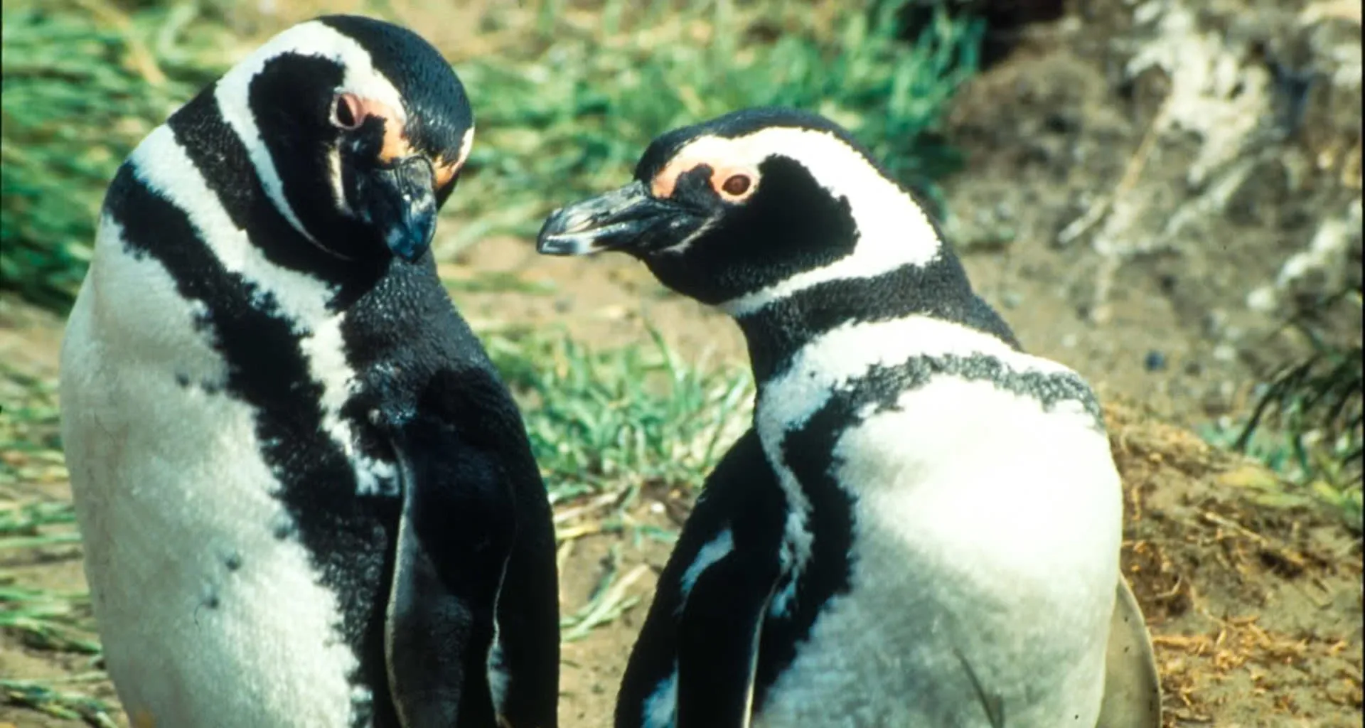 Two penguins look at each other