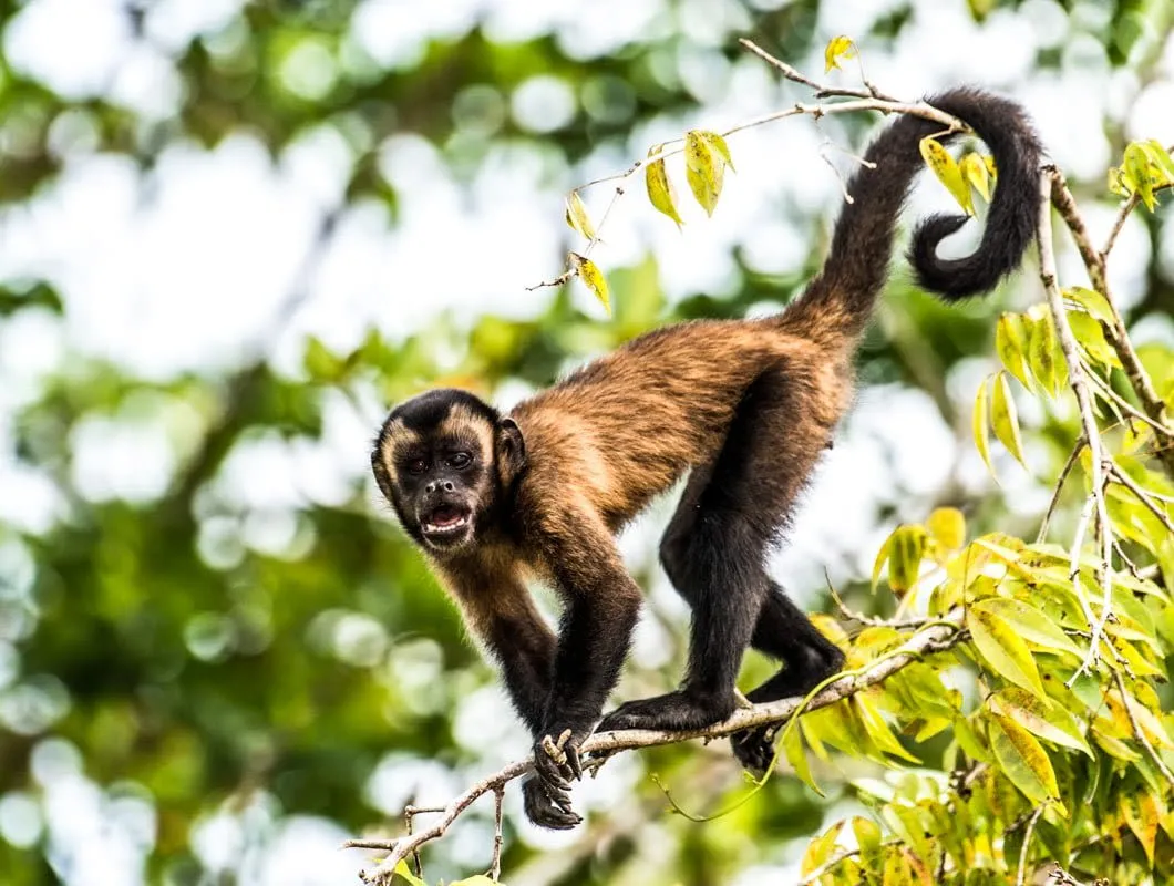 Monkey in trees near Uakari Lodge