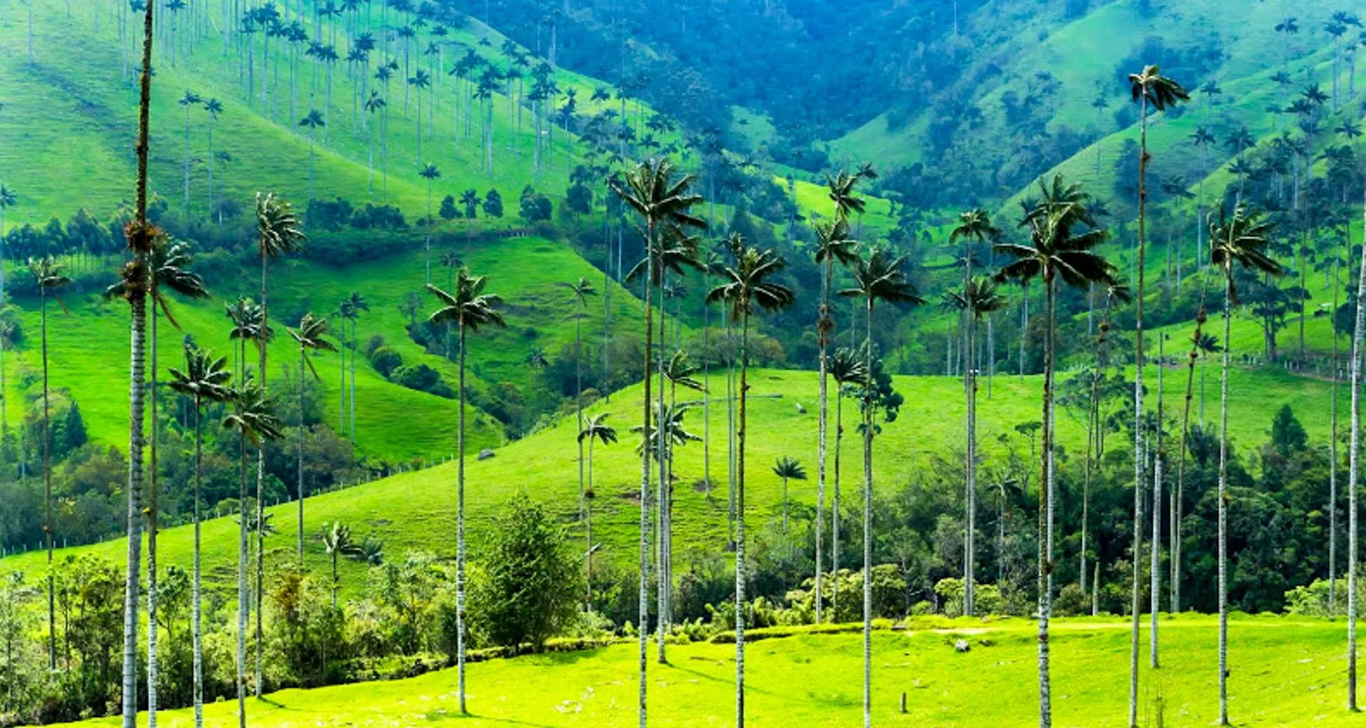 Thin trees in Colombia valley