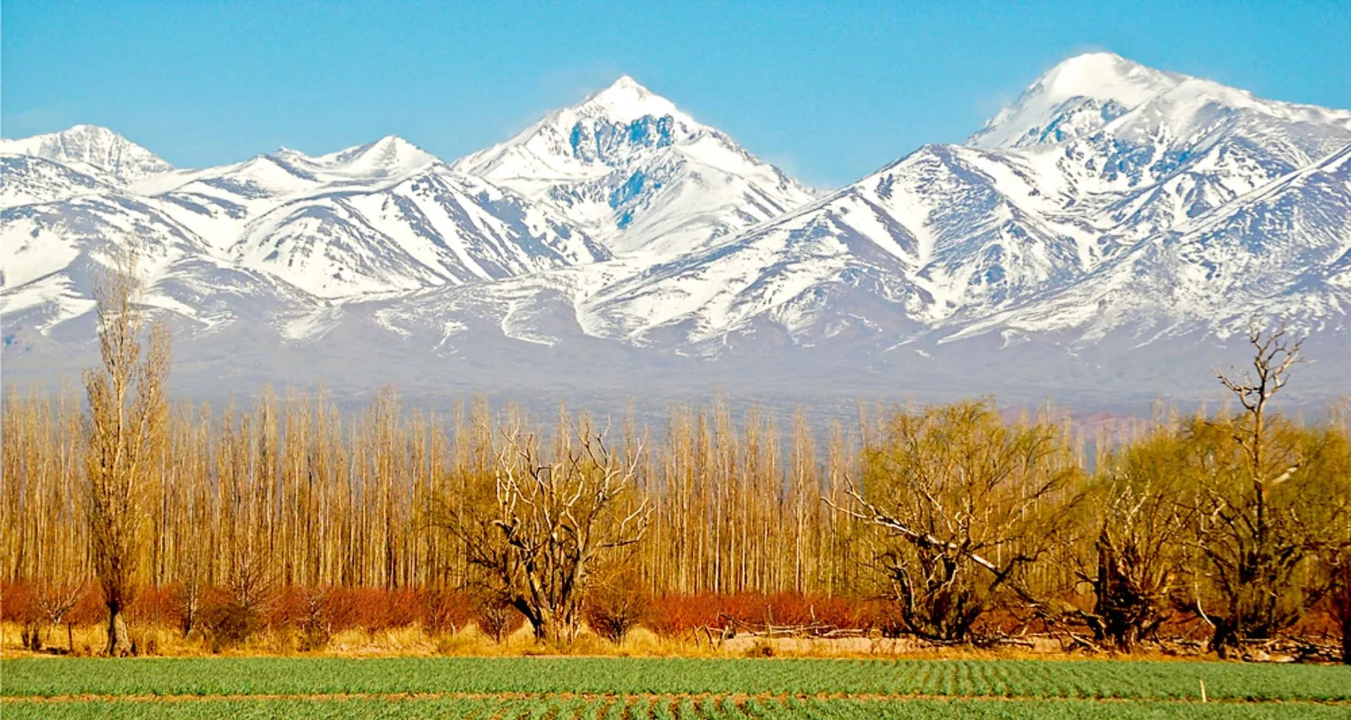 Vineyard with Andes backdrop