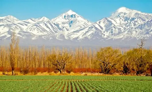 View of Andes across vineyard