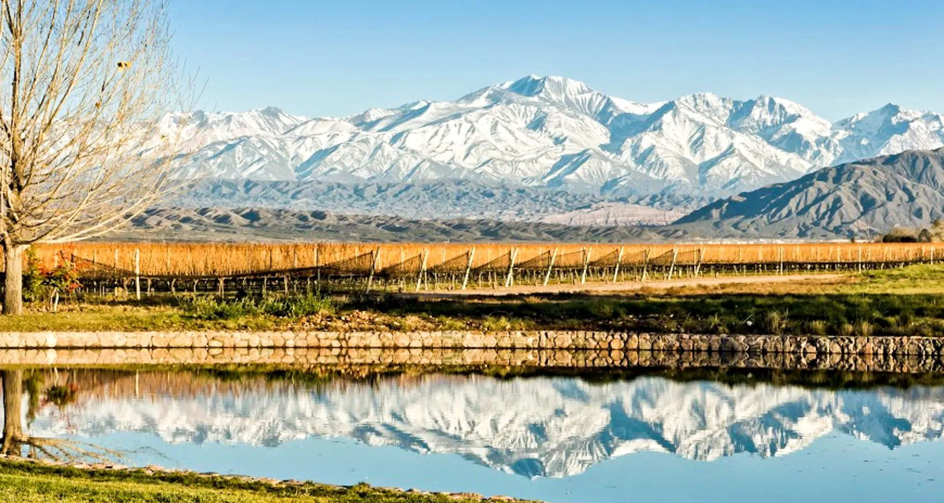 Vineyard in front of mountains with lake reflection