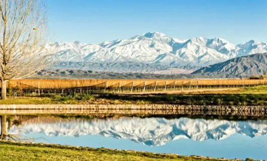 Vineyard in front of mountains with lake reflection