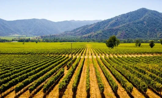 View past vineyard of mountains beyond