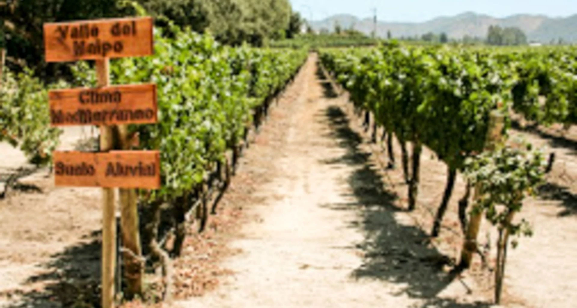 Vineyard aisle with signpost