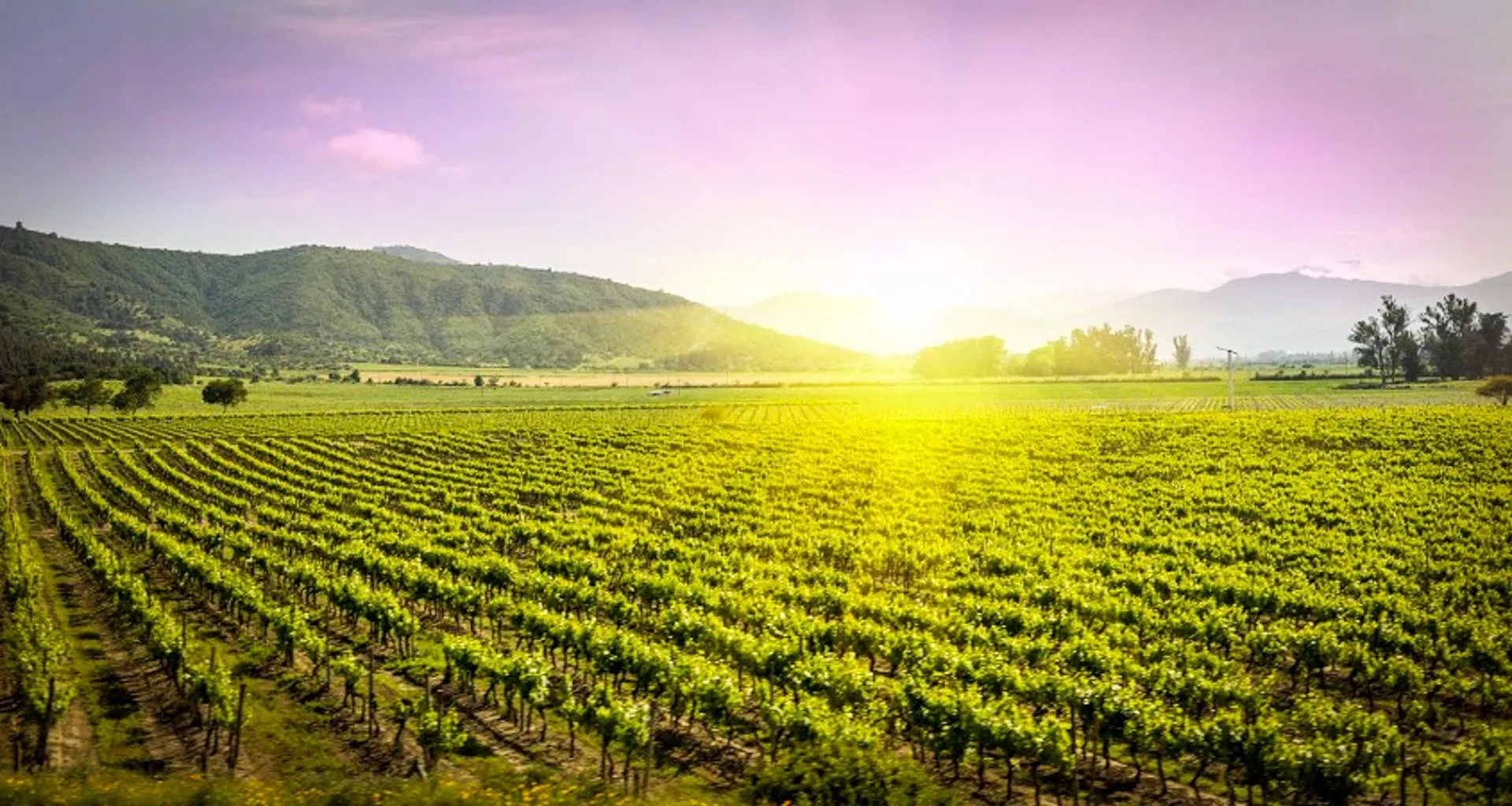 Sunrise breaks over South America vineyard