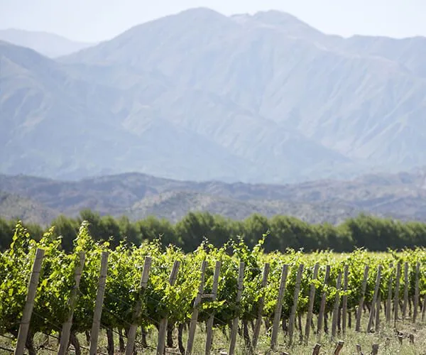 scenic Chilean vineyard on South America Wine Tour