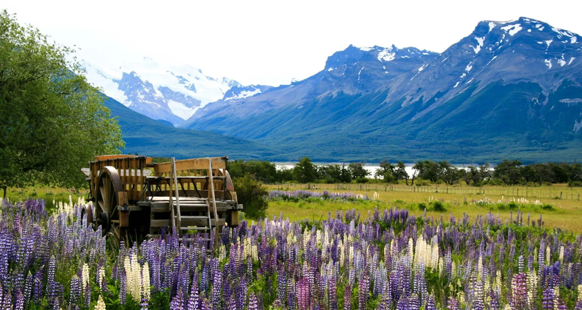 Wagon sits among purple flowers in Patagonia valley