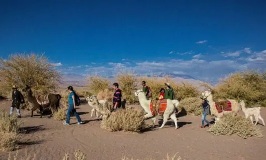 Group of travelers walk llamas through desert