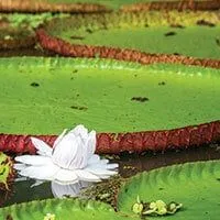 giant water lillies in the amazon rainforest