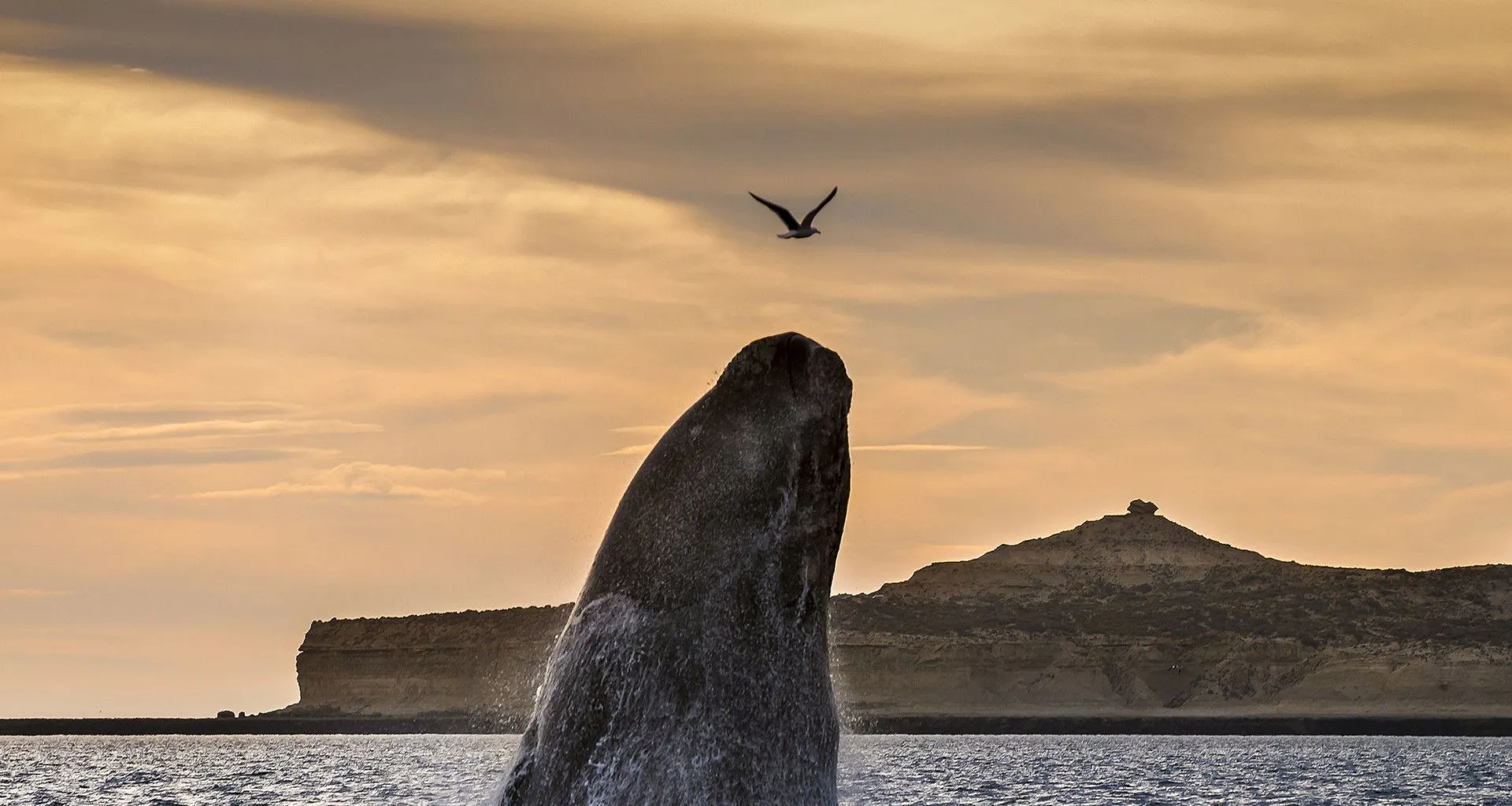 Whale jumping out of water in Patagonia