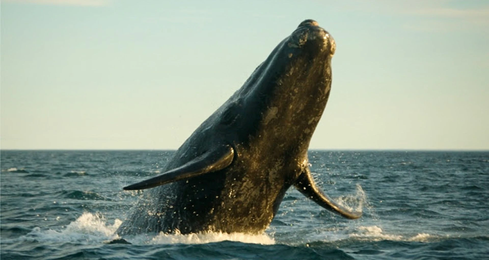 Whale jumps out of water