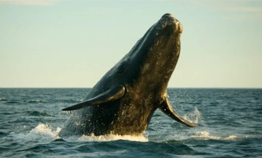 Whale jumps out of water