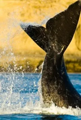 Whale tail flips out of water