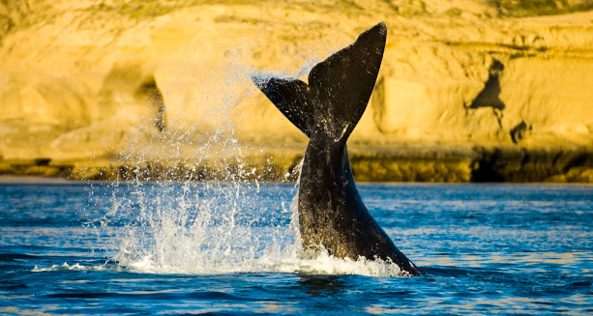 Whale tail flips out of water