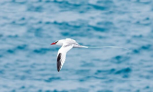 White bird flies over ocean