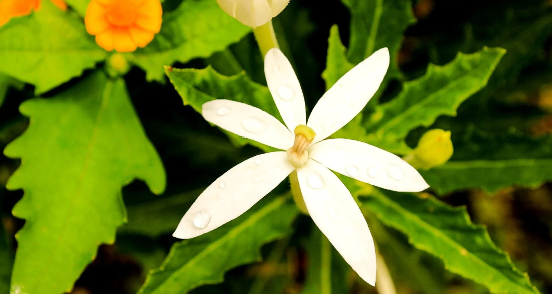 Close up of white flower