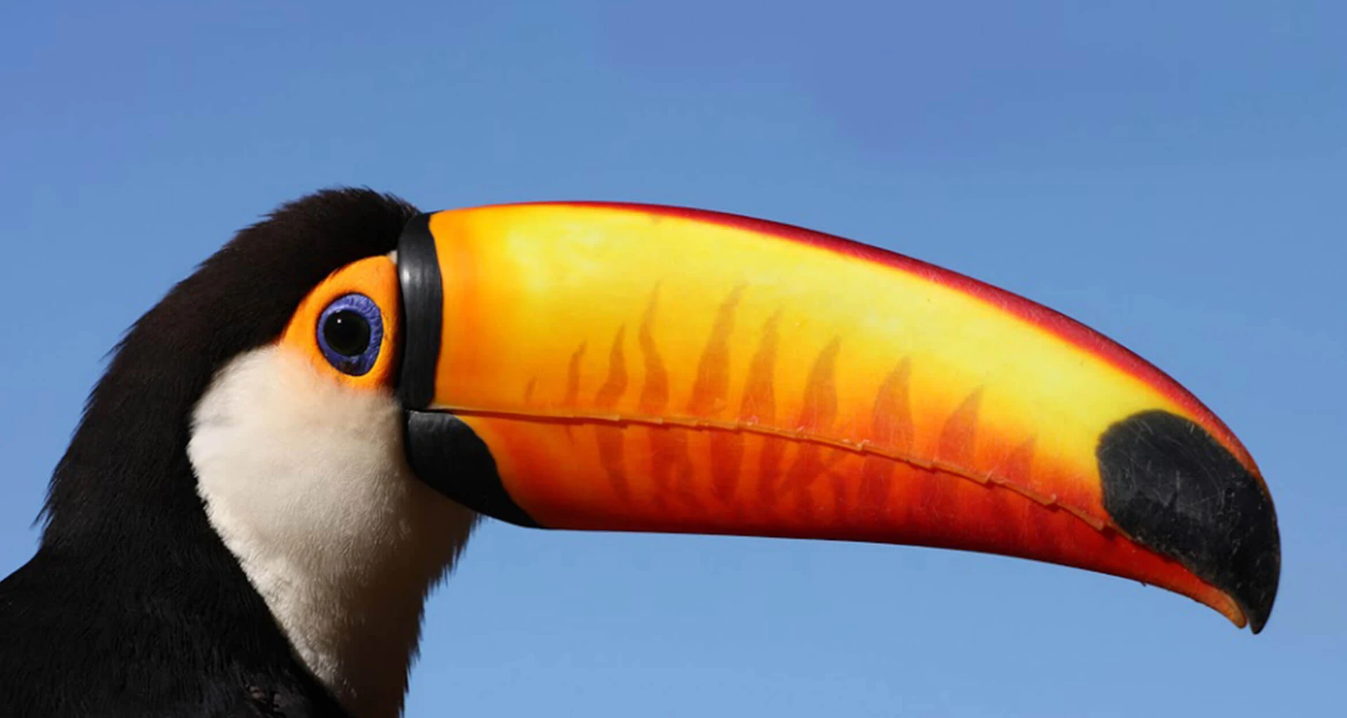 beautiful close up shot of wild toucan at portobello hotel