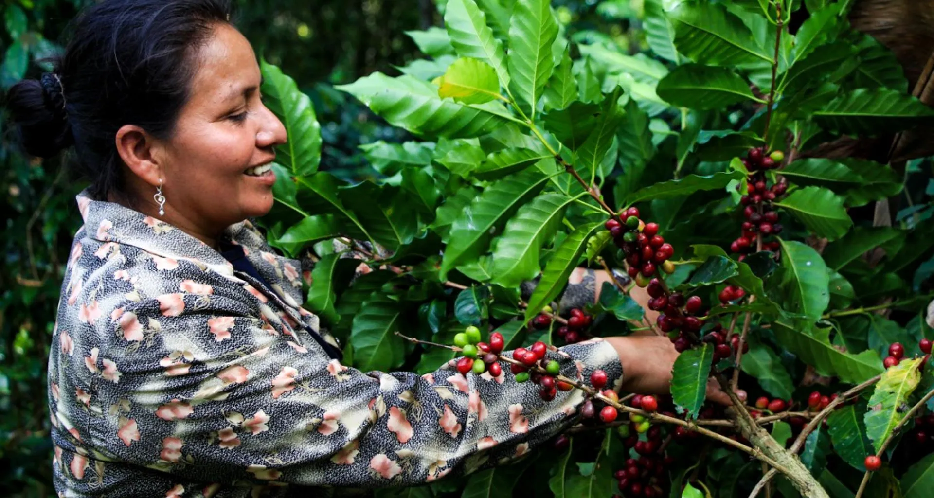 Woman picks beans off leafy bush