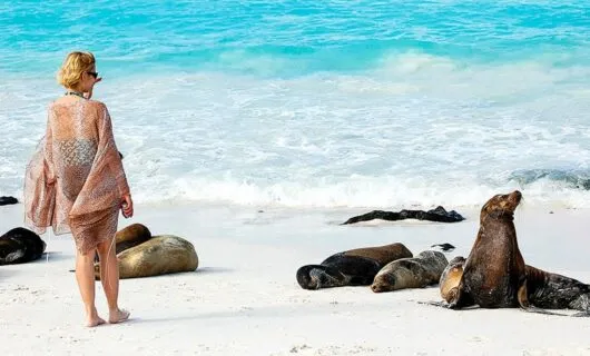 Woman approaches seals on beach