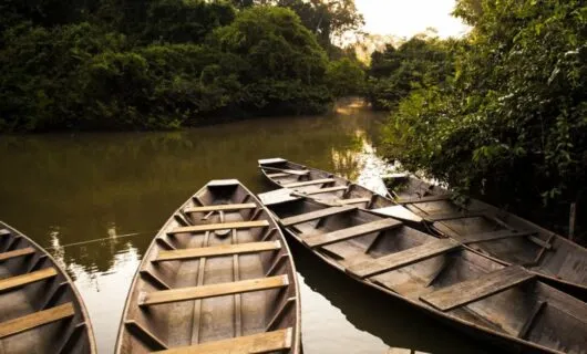 Wooden canoes rest on edge of forest river
