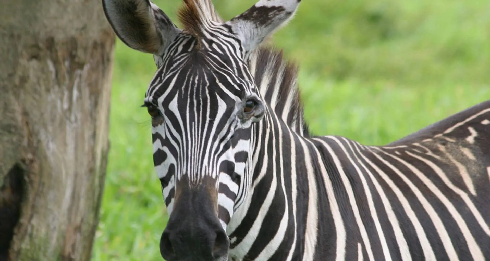 Close up of zebra's face