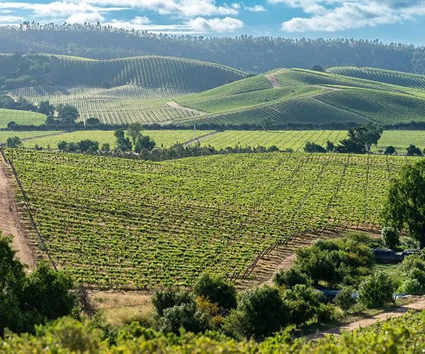 Wine Tours in Chile