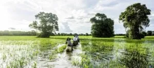 Tour group on horses through wetlands