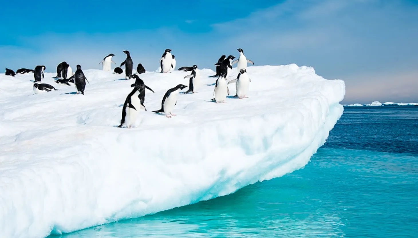 Group of penguins stands on iceberg