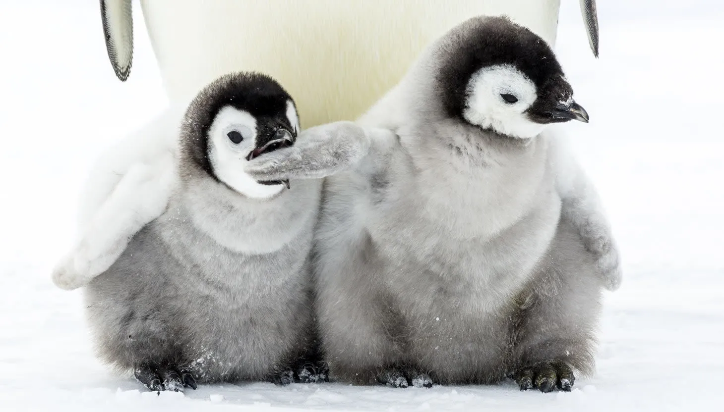 Two fluffy baby penguins, one biting the other's wing