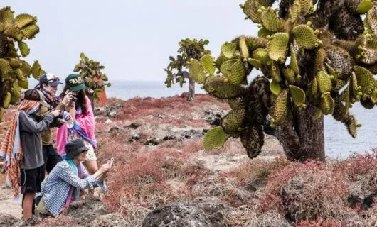 Group of tourists take photos of cactus