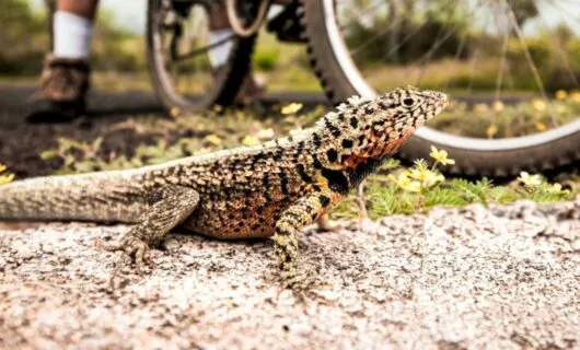 Lizard sits next to bike tire