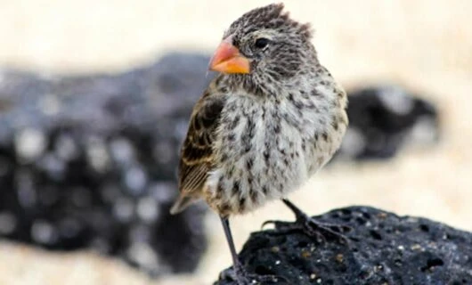 Small brown bird sits on rock