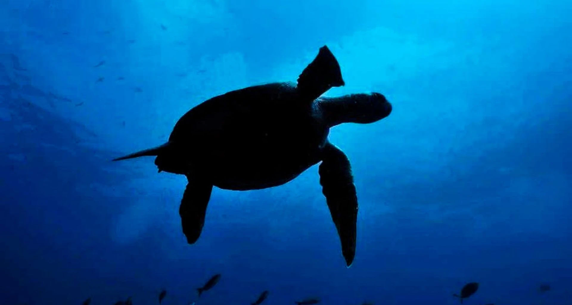 View from below of swimming turtle silhouette