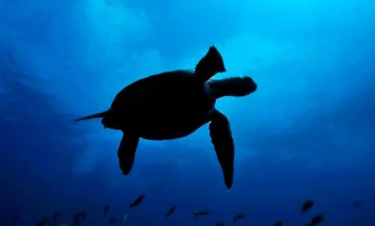 View from below of swimming turtle silhouette