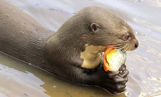 beaver-eating-fruit-while-swimming
