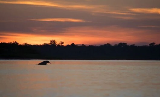 River dolphin swimming at sunset