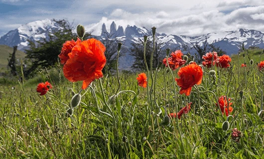 Patagonia wild flowers