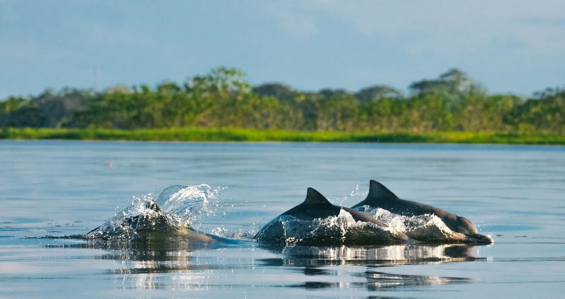 dolphins swimming at the uakari lodge