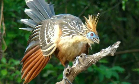 Birds at Uakari Lodge