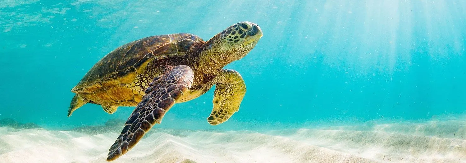 Galapagos sea turtle swimming in warm Ecuador summer waters