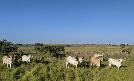 cute cows relaxing in open field